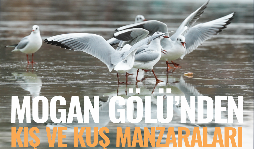 Mogan Gölü'nden kış ve kuş manzaraları