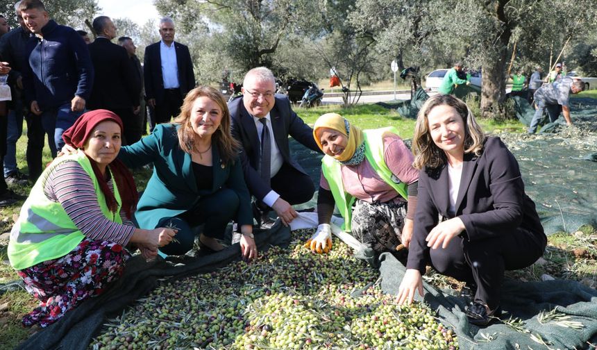 Zeytinin başkenti Edremit'te Meci Şenliği başlıyor