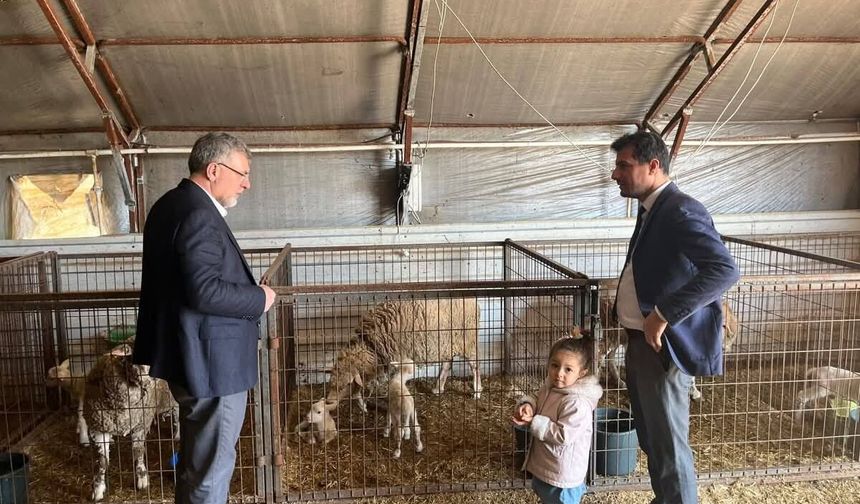 Kepsut’ta “Balıkesir Kuzusu” Sevinci: Yeni Sezon Doğumları Başladı, Damızlık Hibe Desteği Müjdesi Geldi