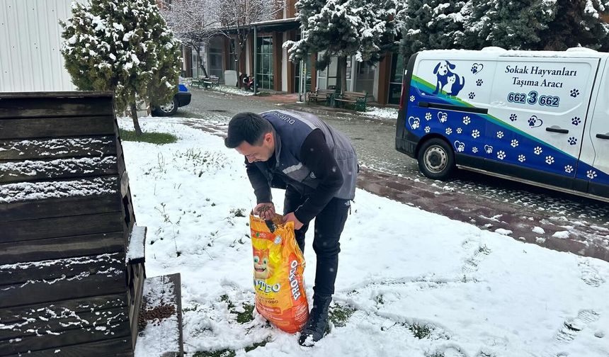 Dursunbey Belediyesi Kışta Can Dostlarını Unutmadı: Mama Dağıtımı Başladı