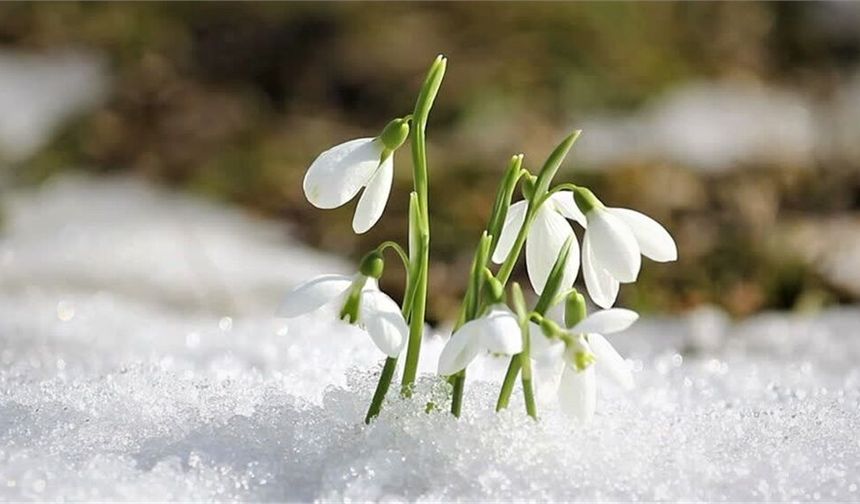 Bahar Geliyor! 2026 İlk Cemre Hangi Gün Düşecek? İşte Hava, Su ve Toprak Sıralaması: