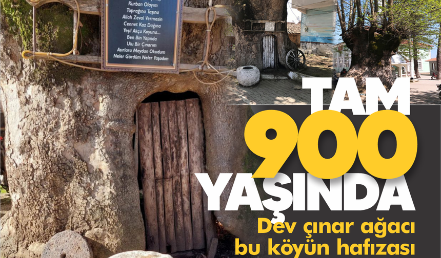 Tam 900 yaşında! Dev çınar ağacı bu köyün hafızası...