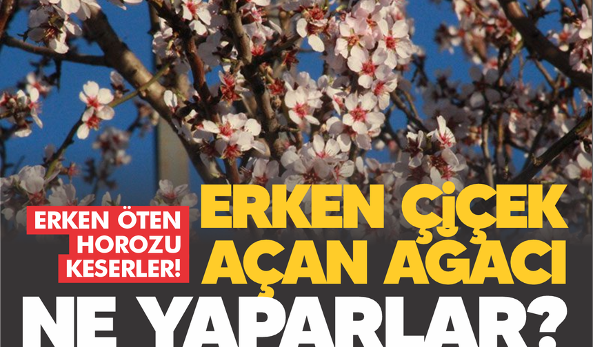 Erken öten horozu keserler... Erken çiçek açan ağacı ne yaparlar?
