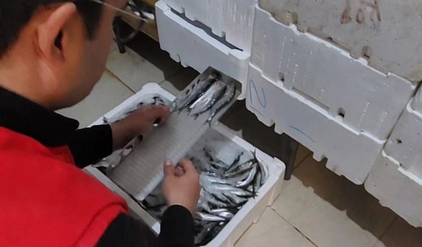 Edremit’te Balıkçılara Kritik Uyarı: Hangi Balık Kaç CM Olmalı? İlçe Tarım’dan Yeni Bilgilendirme