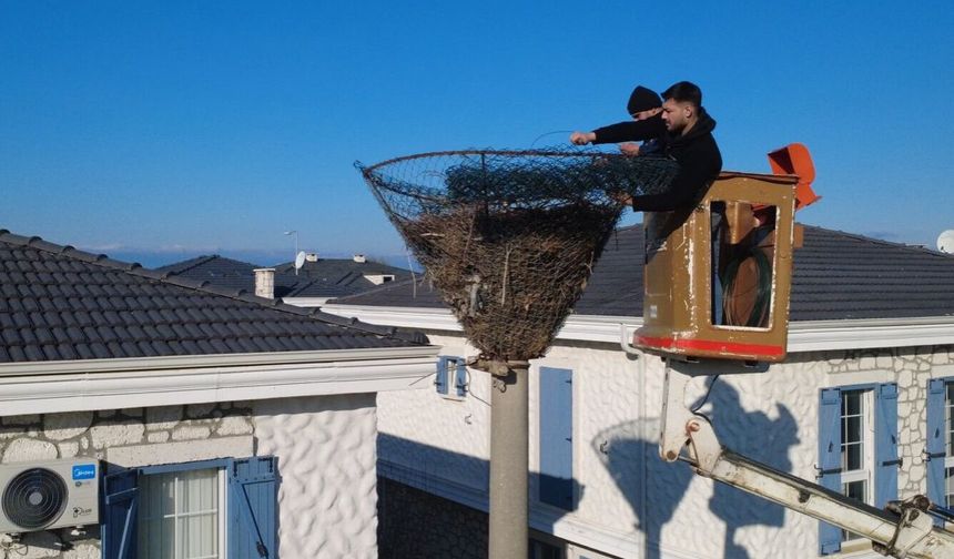 Ayvalık Altınova'da Bahar Hazırlığı: Meşhur Leylek İçin Yuva Bakımı Tamamlandı