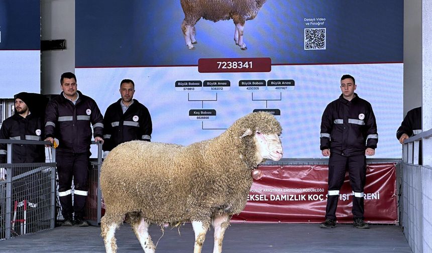 Bandırma’da hayvancılığa güç: Damızlık koçlar açık artırmayla satıldı