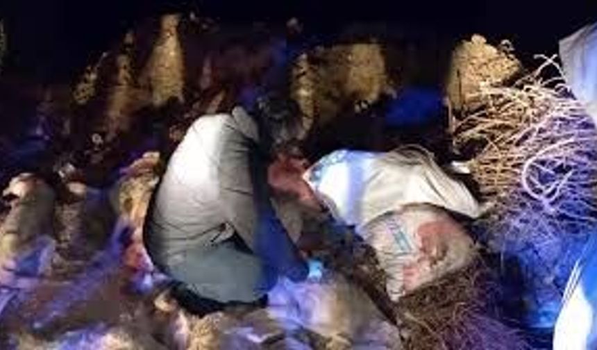 Edremit’te Hayvan Katliamı İddiası! Eminkuyu Çöplüğü'nde Neler Oldu? Belediye ve STK’lardan Kritik Açıklamalar