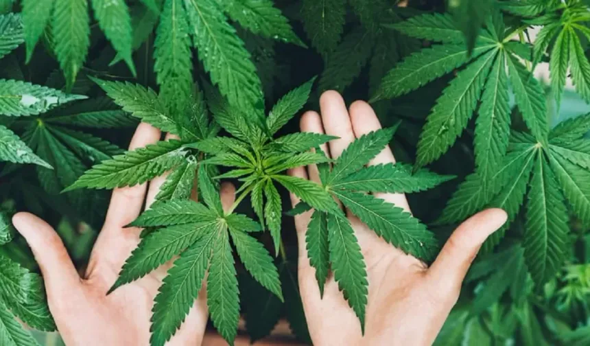 Kenevir Eken Köşeyi Dönecek! Bakanlık Onayı Verdi: İşte Üretimin Serbest Olduğu 21 Şehir ve Yeni Kota Detayları...