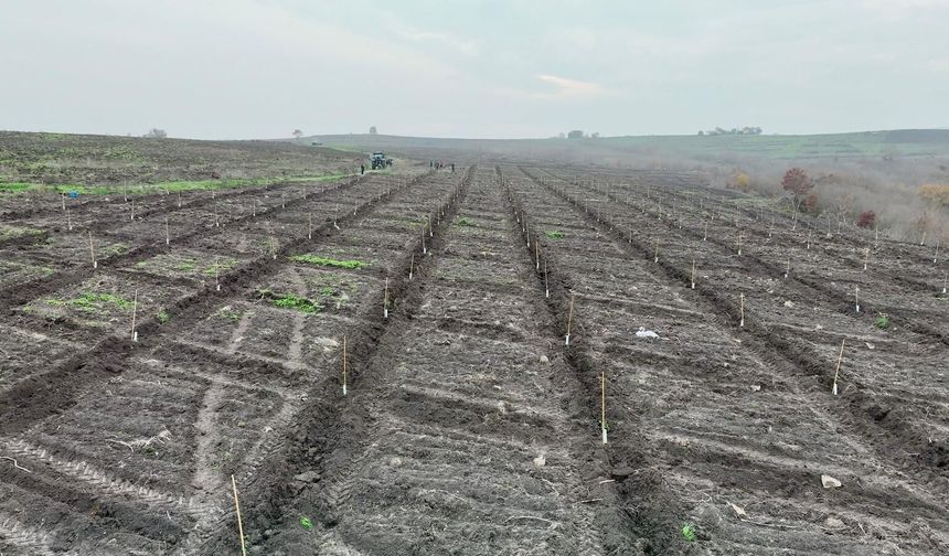 ORMAN KÖYLÜSÜNE GELİR DESTEĞİ... 20 BİN BADEM FİDANI