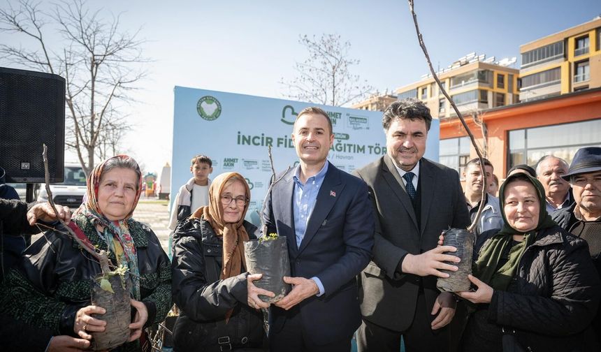 Havranlı üreticilede Yüzde 100 hibeli incir fidanı