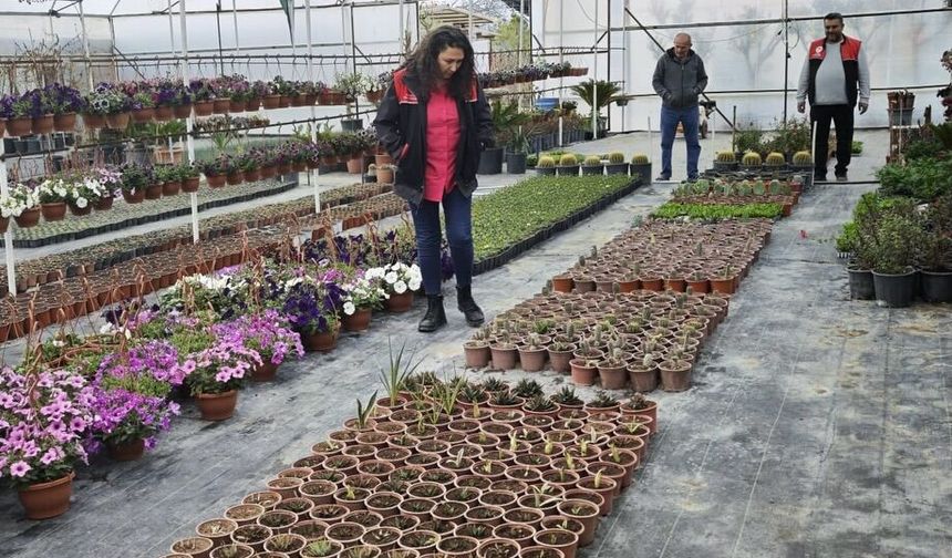 Gömeç’te Süs Bitkilerine Sıkı Markaj: İlçe Tarım Ekiplerinden Sahada Titiz Denetim!
