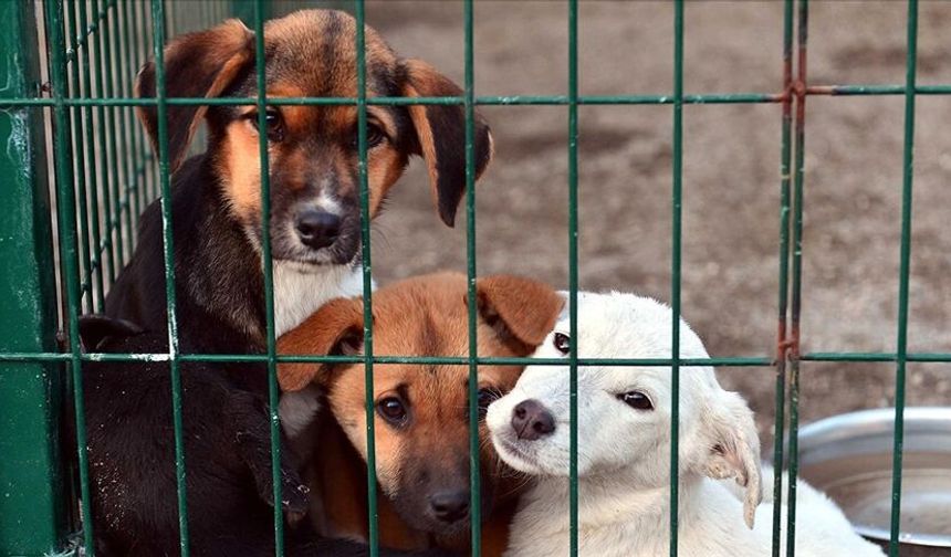 DÜNYA SOKAK  HAYVANLARI GÜNÜ'NDE KRİTİK ÇAĞRI