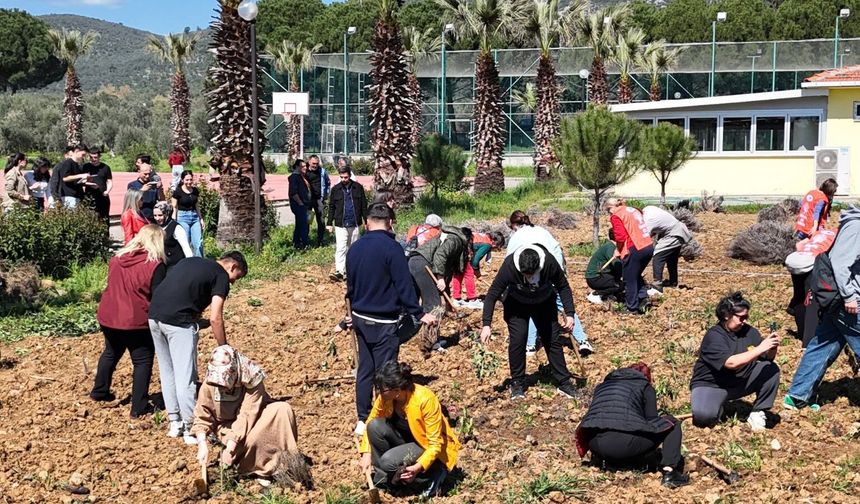 EDREMİT'TE LAVANTA SEFERBERLİĞİ... FİDELER TOPRAKLA BULUŞTU