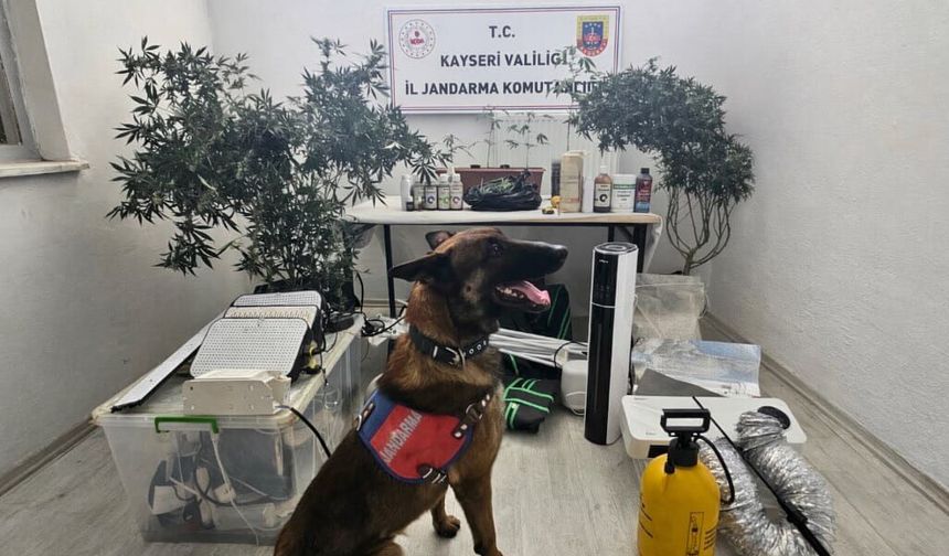 Kayseri’de "Ev Tipi" Kenevir Serasına Baskın: Özel Sistemlerle Üretim Yapmış!