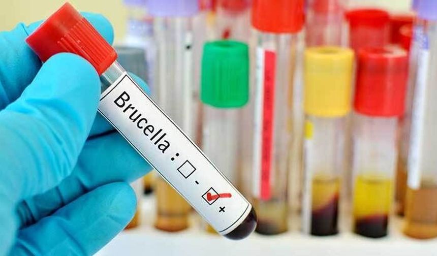 Balıkesir'de Brusella Alarmı! Bakanlığa Acil Çağrı! 12 Testin 10'u Pozitif Çıktı!