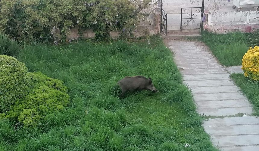 Ayvalık’ta korkutan görüntüler! Çamlık sokaklarında domuzlar dolaşıyor...