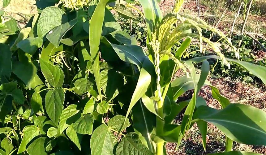 DOĞAL TARIMIN SIRRI: UYUMLU BİTKİLERLE YÜKSEK VERİM