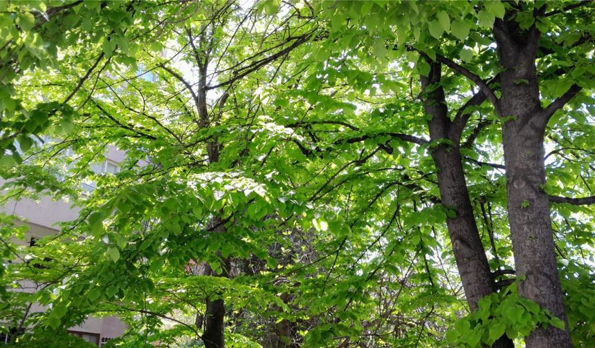 AZ KALDI, ÇİÇEĞE DURACAK IHLAMURLAR...