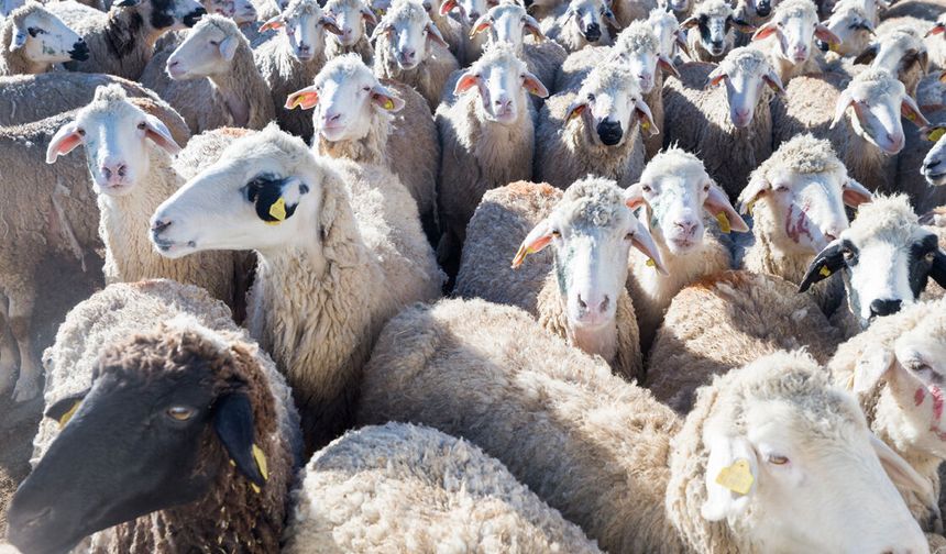 Üreticiye Büyük Müjde: 150 Bin Küçükbaş Hayvan Dağıtılıyor! İşte Başvuru Rehberi (2026)