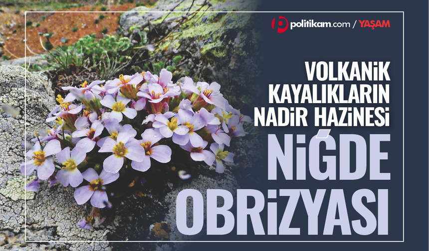 Volkanik kayalıkların nadir hazinesi: Niğde Obrizyası