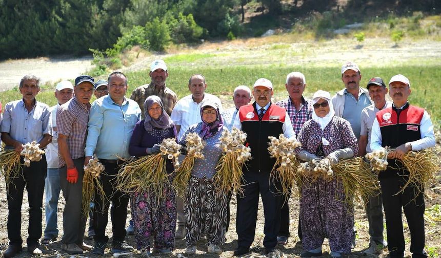 Vali İsmail Ustaoğlu, Altıeylül Cinge Mahallesi’nde Sarımsak Hasadına Katıldı