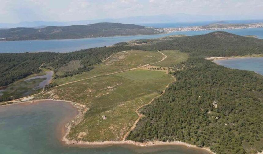 Ayvalık'ta ormanlık alanlara giriş yasağı!