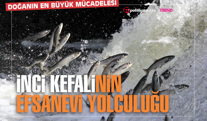 Sodalı Denizden Tatlı Sulara: İnci Kefalinin Efsanevi Yolculuğu