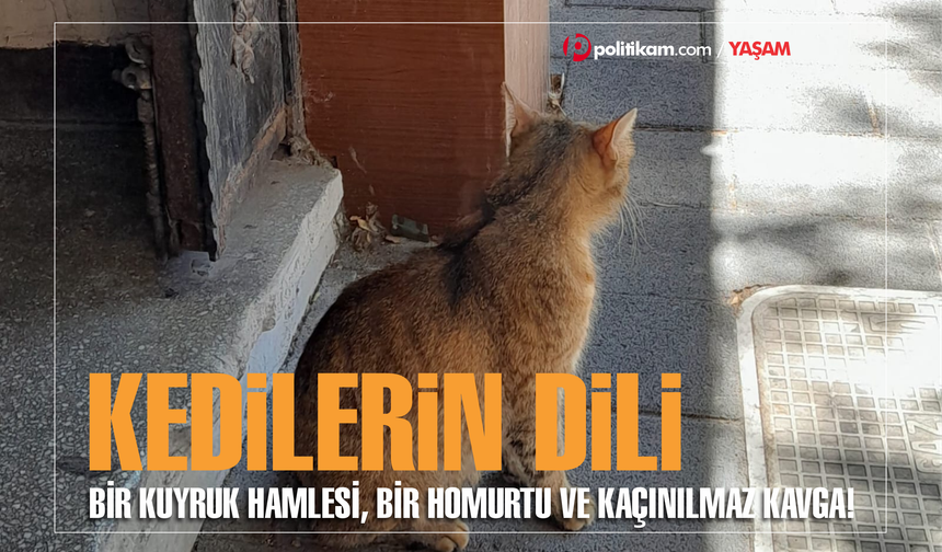 Bir kuyruk hamlesi, bir homurtu ve kaçınılmaz kavga!