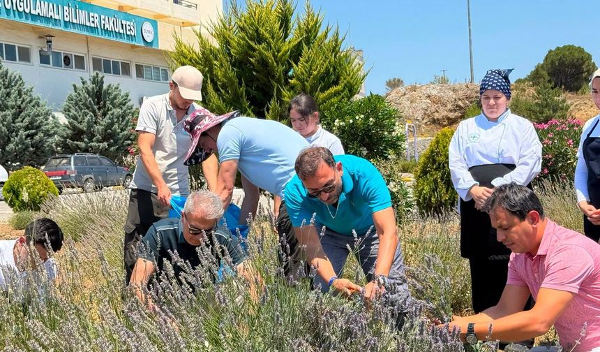BAÜN’de "Lavanta Kokulu Okul" Etkinliği: Kampüste Hasat Zamanı