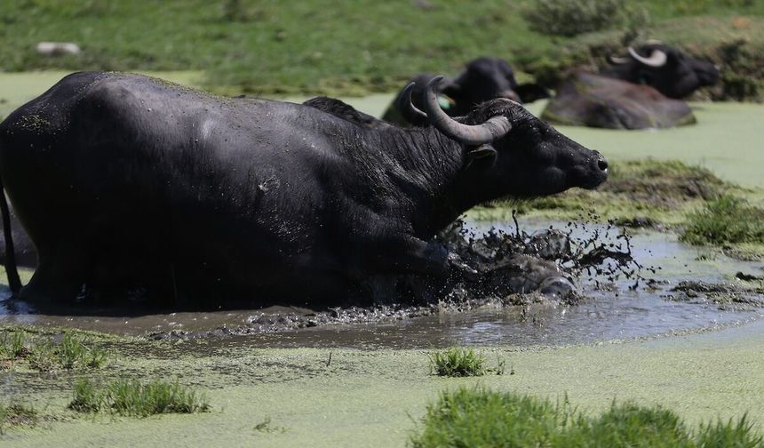 Balıkesir'de Belgesellik Görüntüler! Manda Sürülerinin Çamur Banyosu Afrika'yı Aratmadı!