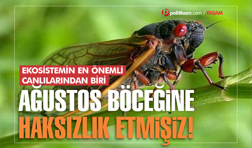 Ağustos böceğine haksızlık etmişiz!