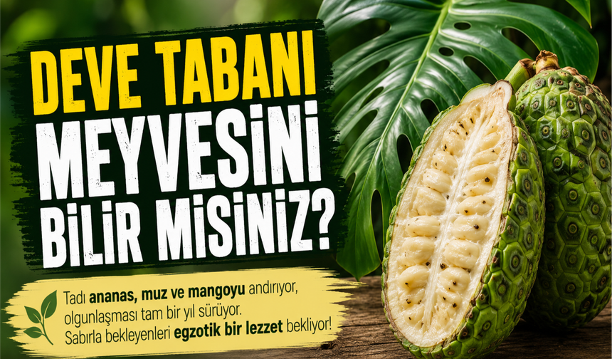 Deve tabanı meyvesini bilin misiniz?