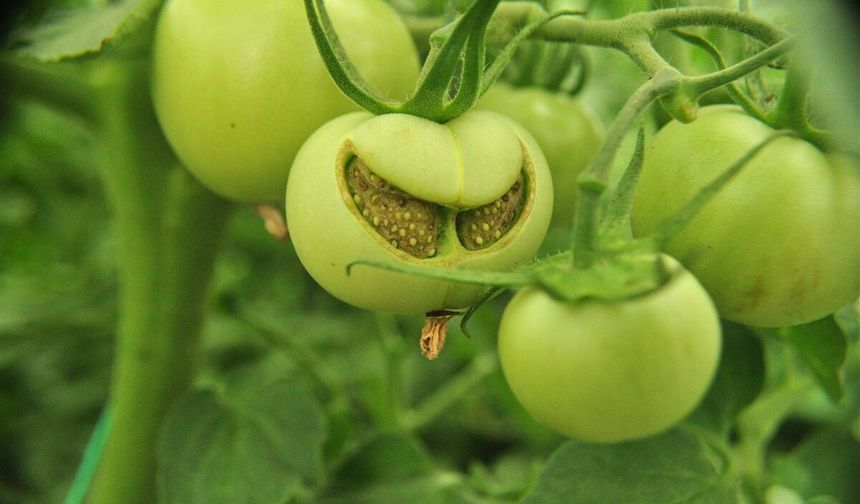 Doğadaki Emoji