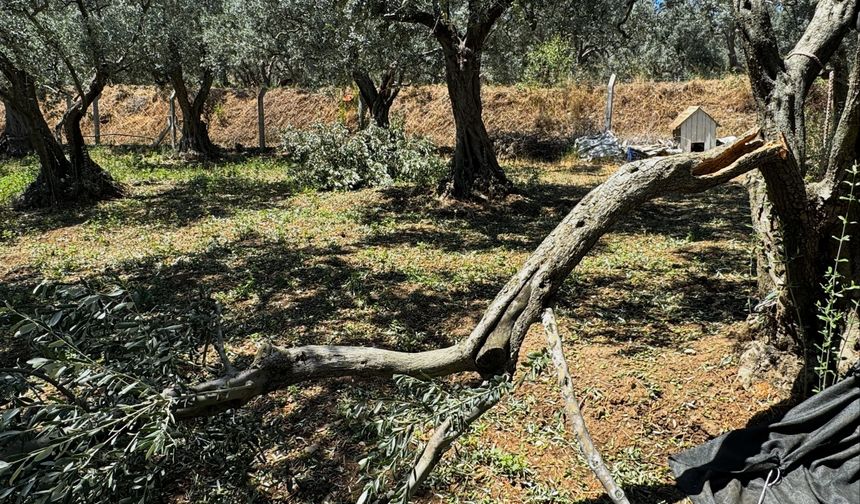 Erdek'te 90 bin zeytin ağacı doğal afetten etkilendi! Hasar büyük...