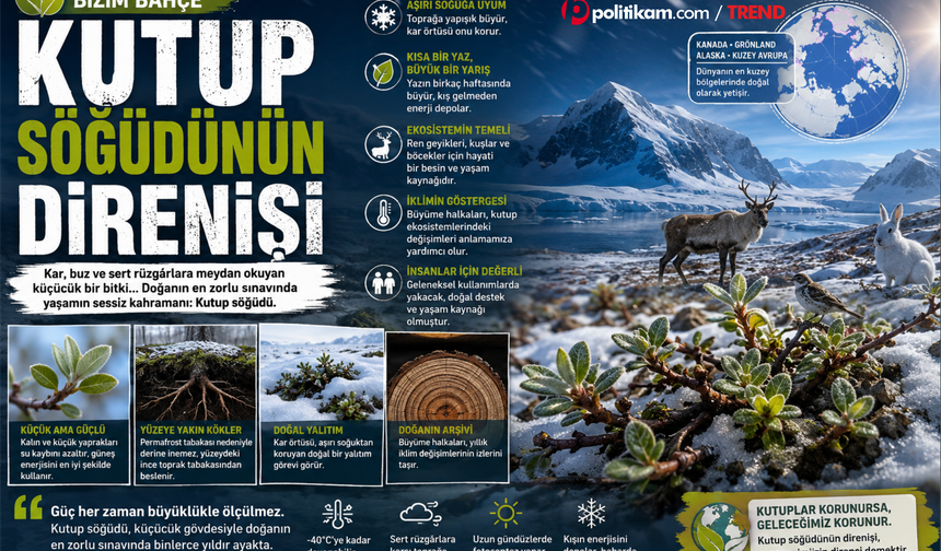 Kutup söğüdünün direnişi