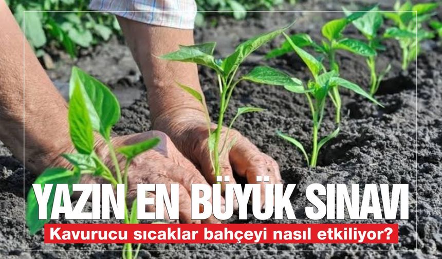 Yazın en büyük sınavı: Kavurucu sıcaklar bahçeyi nasıl etkiliyor?