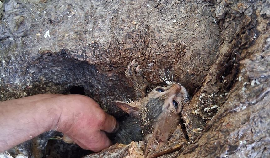 Zeytin ağacının koğuğuna sıkıştı! Bir kedi kurtarma operasyonu daha