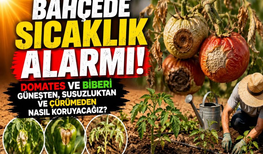 BAHÇEDE SICAKLIK ALARMI... DOMATES VE BİBERİ GÜNEŞTEN, SUSUZLUKTAN VE ÇÜRÜMEDEN NASIL KORUYACAĞIZ?
