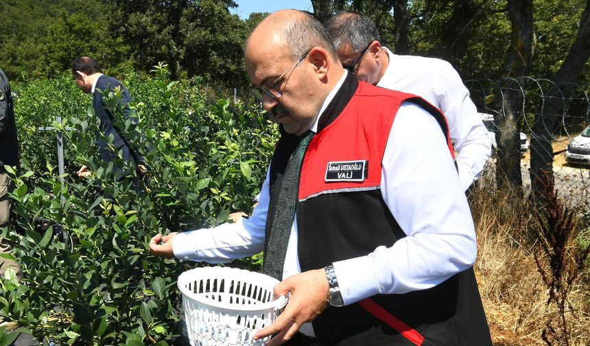 Tarlalarda Bereket Mesaisi: Balıkesir Valisi Ustaoğlu Yaban Mersini Hasadına Katıldı!
