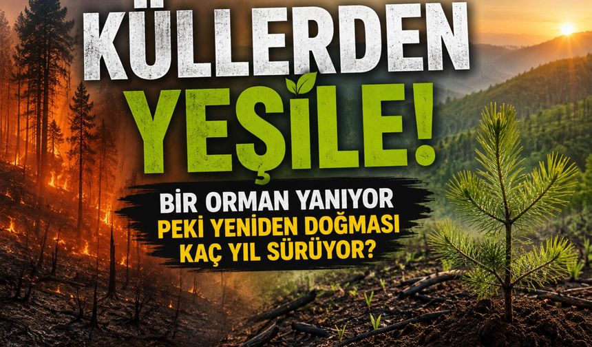 BİR ORMAN YANIYOR! PEKİ YENİDEN DOĞMASI KAÇ YIL SÜRÜYOR?