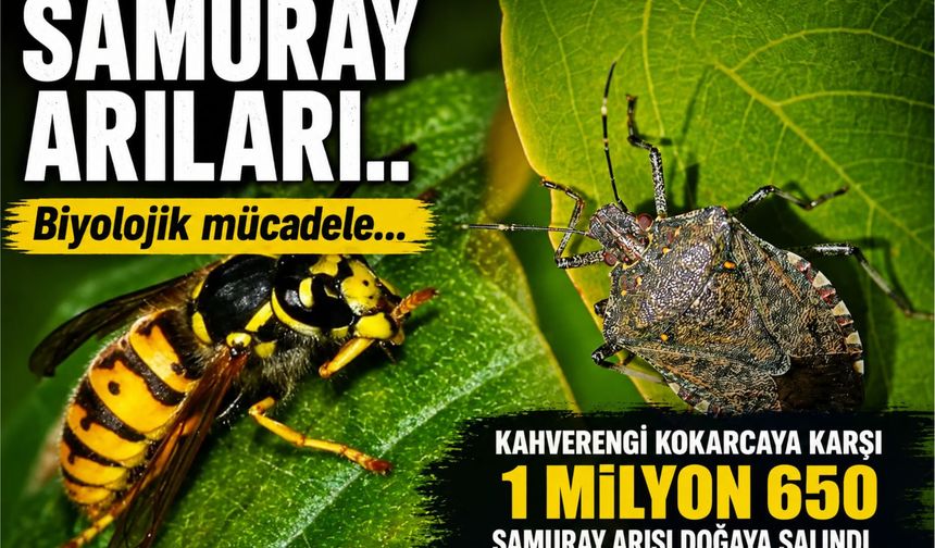 Kahverengi Kokarcaya Karşı Dev Hamle: 1 Milyon 650 Bin Samuray Arısı Doğaya Salındı