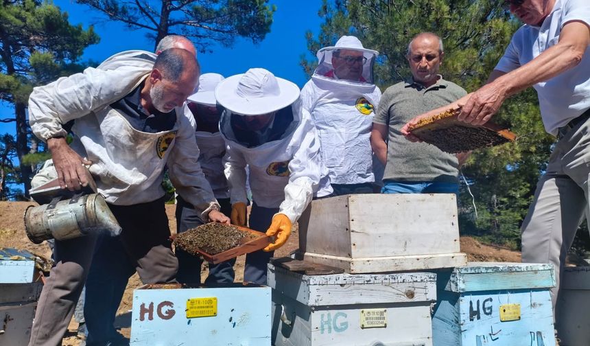 Kazdağları’nın Eteğinde Bal Sağımı Başladı! Balıkesir’de Gözler Bu Yılın Rekoltesinde
