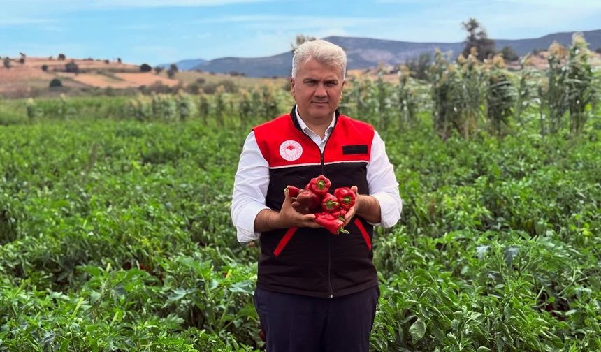 'Tarlada İzi Olmayanın Harmanda Yüzü Olmaz!' Canbey Bu Kez Tarlaya Girdi! Kepsut’ta Çiftçilerle Kapya Biber Topladı