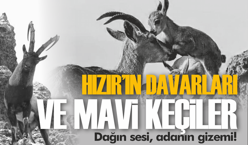 Hızır'ın davarları ve mavi keçiler! Dağın sesi, adanın gizemi...
