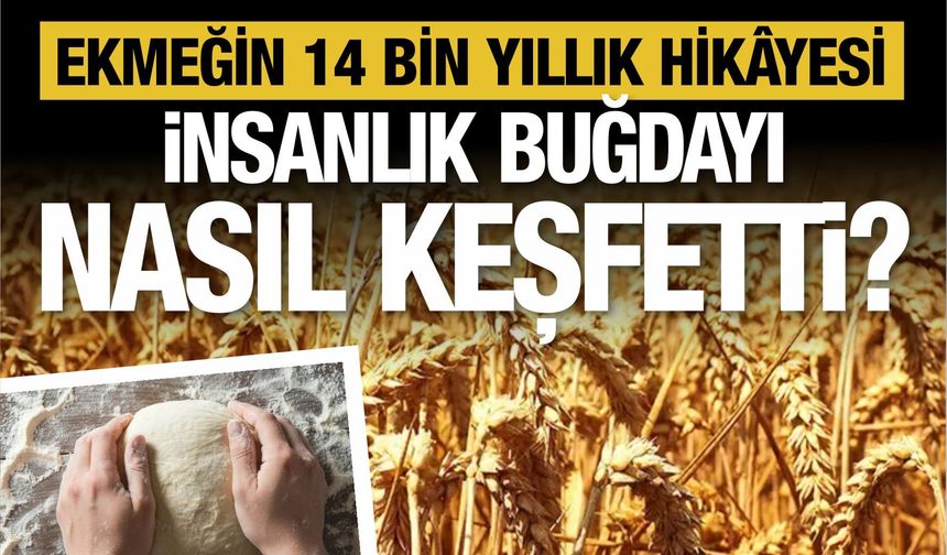 EKMEĞİN 14 BİN YILLIK HİKÂYESİ: İNSANLIK BUĞDAYI NASIL KEŞFETTİ?