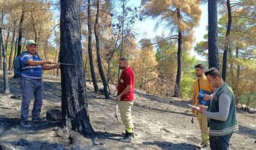 Sındırgı'da Yangının İzleri siliniyor: Yanan Ormanlık Alanda Çalışmalar Başladı!