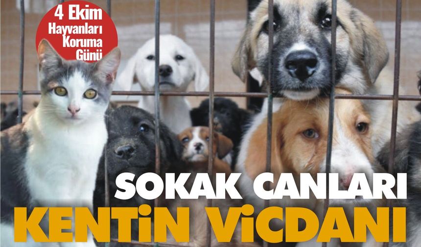SOKAK CANLARI, KENTİN VİCDANI!