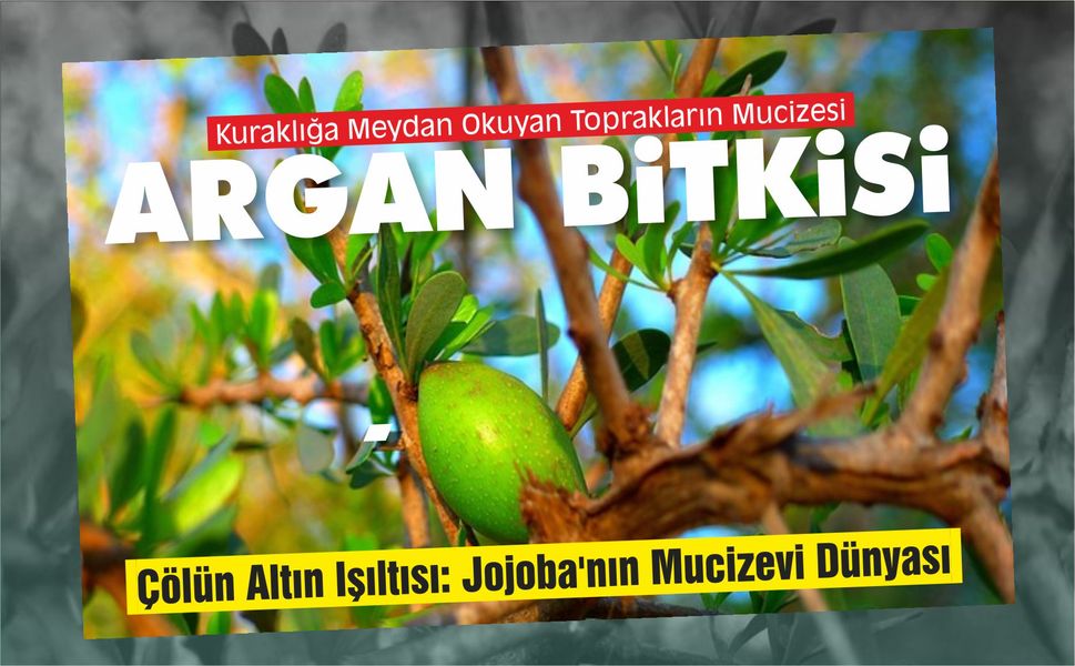 Fas'ın Altın Hazinesi: Argan Bitkisi