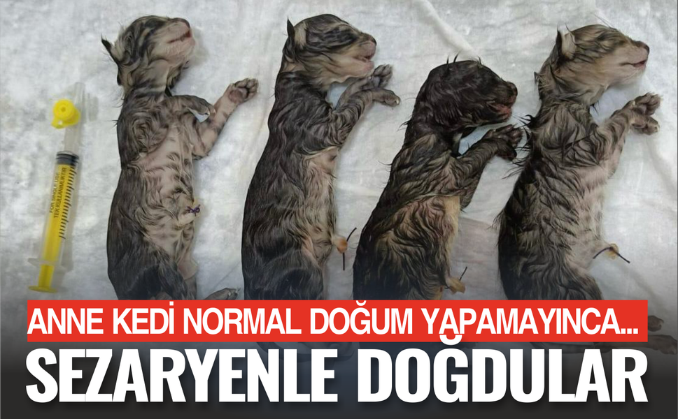 Anneleri normal doğum yapamadı! Yavrular sezaryenle dünyaya geldi