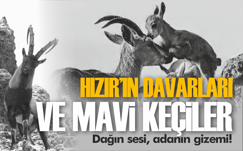 Hızır'ın davarları ve mavi keçiler! Dağın sesi, adanın gizemi...
